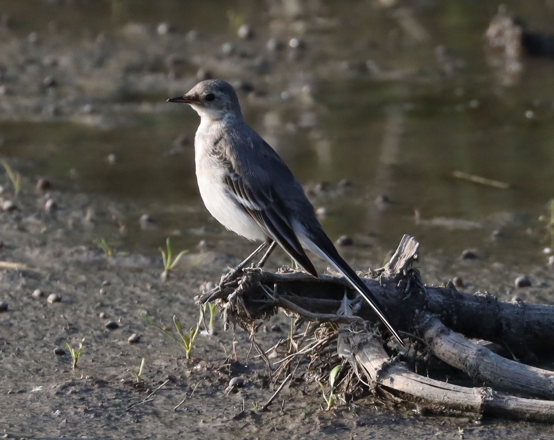 Weet misschien iemand wat voor vogel dit is?